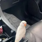 روز اليف وهدد نشبه(تم البيع)