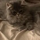 قطه للبيع
