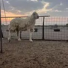 للبيع طلى