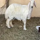 شاه عيسيه دافع للبيع