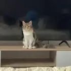تزاوج مجاني انثى