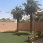 نخل امريكي
