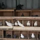 حمام صنعاني شيبه