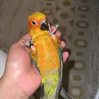 صن كنيور اليييف
