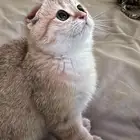 قطط سكوتش فولدNy