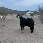 تيس فحل عارضي