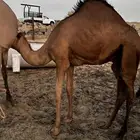 حاشي بلدي للبيع