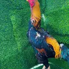 فروخ دجاج شامو ياباني