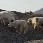خرفان و تيوس للبيع