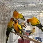 زوج صن كنيور ازوج صنكنيور