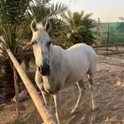 فرس شعبيه