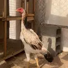 دجاج شامو يباني