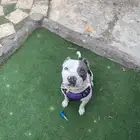 للتلقيح وشراي نبيعه