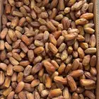 تمر بديره فاخر