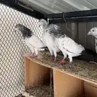 حمام باكستاني طيار