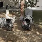 ذكور رومي فراشة