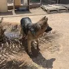 جيرمن شيبرد
