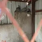 عقوبه ذكر وانثي