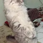 للتبني على وجه السرعه قطه سكوتش فولد