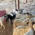 فران وبعم