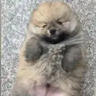 كلب بومرينيان للبيع