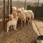 ظان مقاني