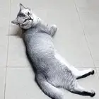 قط سكوتش ذكر للتبني