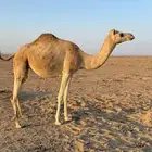 ناقه متلي
