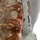 حسلان للبيع العدد 7 ذكران