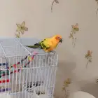 صن كنيور اليف هدد