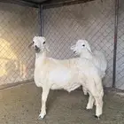 ذبايح حري بأسعار مميزه يوجد توصيل