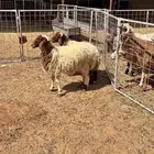 تقسيط ذبائح