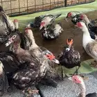 بط بح مسكوفي