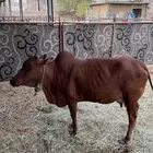 بقره