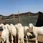 طليان حريات كفو ومغلقات