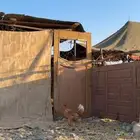 دجاجة تركية