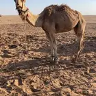 رحول ابل قديمه. وطيبه.