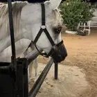 حلاقة جمال خيول
