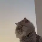 قط للتبني