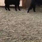 معزا حيل بريه
