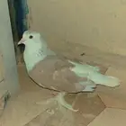 زوج تركي ونثيه شيرازي.