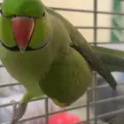 طيرين دره للبيع واحد ذكر والثاني أنثى