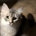 انثى للتبني عمرها سنة