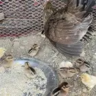 دجاجه عربيه ب فروخها