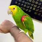 دبل يلو هيد اليف ومتكلم وحجم سوبر سوبر جامبو