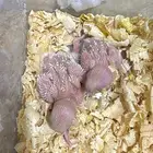 فروخ غر روز البينو
