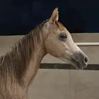 مهر عربي اصيل للبيع شعبي برفق صور ورق الام والاب في صورة