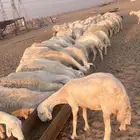مراح جنب 112دفيع