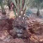 نخل للبيع