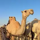 للبيع خفوت كفو